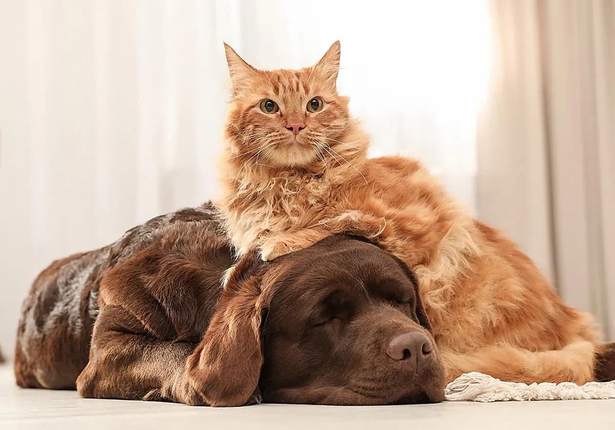 Alerta sobre el minoxidil: riesgo de toxicidad en gatos por contacto