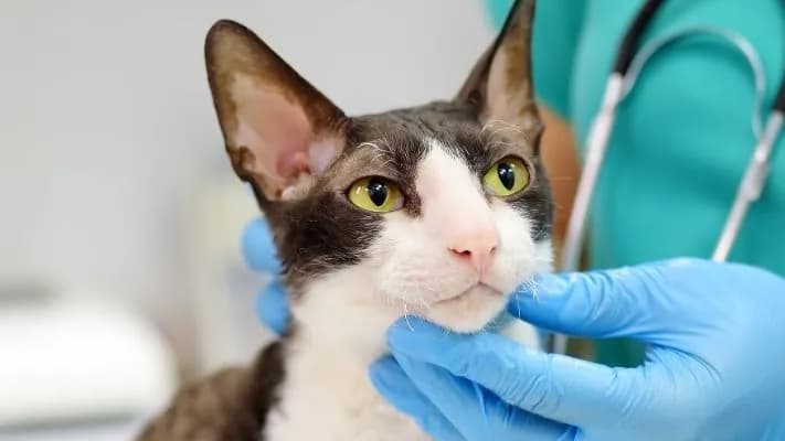 Alerta sobre el riesgo de minoxidil para mascotas